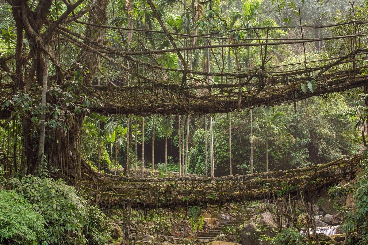 Living roots bridge near Nongriat village, Cherrapunjee, Meghalaya, India. This bridge is formed by training tree roots over years to knit together. Living roots bridge near Nongriat village, Cherrapunjee, Meghalaya, India. This bridge is formed by training tree roots over years to knit together.